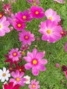 Photo colorful cosmos flowers field