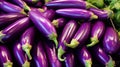 Photo of a colorful eggplant with bright purple coloring