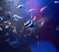 Photo Colorful fishes in blue water in the aquarium