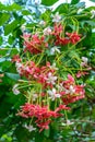 Photo of colorful honey suckle flowers