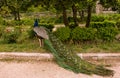 Colourful peacock in the park in Madrid Royalty Free Stock Photo