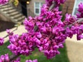 Purple Flowering Tree Branch in April