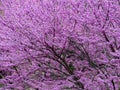 Purple Flowering Tree in April
