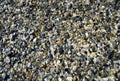 Multi-colored sea pebbles and seashells on the seashore Royalty Free Stock Photo