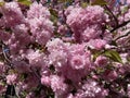 Colorful Sunlit Pink Kwanzan Cherry Blossoms in April in Spring
