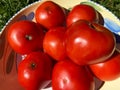 Colorful Sunlit Red Tomatoes in a Bowl Royalty Free Stock Photo