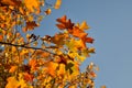 colorful sycamore leaves in autumn Royalty Free Stock Photo