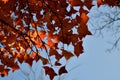 colorful sycamore leaves in autumn Royalty Free Stock Photo