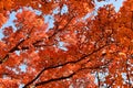 colorful sycamore leaves in autumn Royalty Free Stock Photo