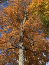 Colorful Tree With Pretty Orange Leaves Fall Foliage in Autumn