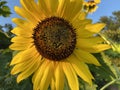Colorful Yellow Sunflower in August in Summer Royalty Free Stock Photo