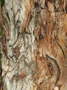 Colourful bark texture Royalty Free Stock Photo