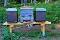 Hives for bees in the forest, Luxembourg