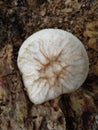 photo of a combination of white and brown mushrooms growing on a rotting tree trunk at the edge of my gardenÃ¯Â¿Â¼