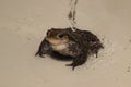 A common european toad in a sink