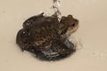 Young bufo bufo toad in the sink