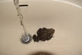 Photo of a common European toad bufo bufo in a sink, with flowing water hitting his body