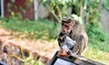 Common monkey in thekkady,