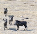 Photo of a common warthog Royalty Free Stock Photo