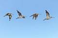 Photo Composition of Black-tailed godwit Limosa limosa in flight Royalty Free Stock Photo