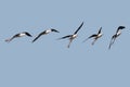 Photo Composition of Black-winged stilt Himantopus himantopus in flight
