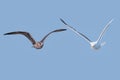 Photo Composition of Juvenile and adult Specimens of Yellow-legged gull Larus michahellis in flight Royalty Free Stock Photo