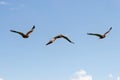 Photo composition of Western marsh harrier Circus aeruginosus in flight in Donana national park, Spain