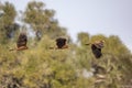 Photo composition of A Western marsh harrier Circus aeruginosus, in fly looking for a prey. It is also known as the Eurasian