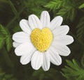 daisy love heart floral romance romantic petals nature flowers plants shape icon design