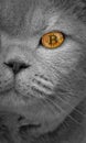 Pedigree Cat Bitcoin Eye Cryptocurrency