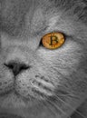 Pedigree cat bitcoin eye cryptocurrency Royalty Free Stock Photo