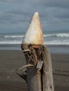 A conch shell on the Esterillos Beach, Parrita, Costa Rica