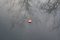 `Zen Again` Votive candle floating in a lake by ZDS Royalty Free Stock Photo