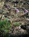 The three purple pasque-flowers in the coniferous wood in the sunny day