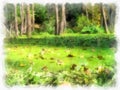 Swamp in the forest, the water is covered with green duckweed, leaves. Royalty Free Stock Photo