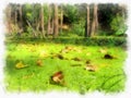 Swamp in the forest, the water is covered with green duckweed, leaves.