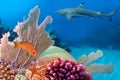 Photo of a coral colony, Red Sea Royalty Free Stock Photo