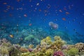 Photo of a coral colony, Red Sea, Egypt Royalty Free Stock Photo