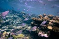 Photo of a coral colony, Red Sea Royalty Free Stock Photo