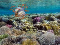 Photo of a coral colony, Red Sea Royalty Free Stock Photo