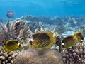 Photo of a coral colony, Red Sea Royalty Free Stock Photo