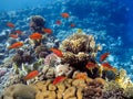 Photo of a coral colony, Red Sea Royalty Free Stock Photo