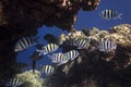 Photo of a coral colony, Red Sea Royalty Free Stock Photo