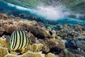 Photo of a coral colony on a reef top Royalty Free Stock Photo