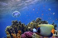 Photo of a coral colony on a reef top, Red Sea Royalty Free Stock Photo