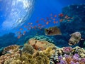 Photo of a coral colony on a reef top, Red Sea Royalty Free Stock Photo