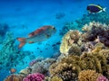 Photo of a coral colony on a reef top, Red Sea Royalty Free Stock Photo