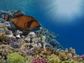 Photo of a coral colony on a reef top Royalty Free Stock Photo