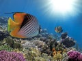 Photo of a coral colony on a reef top, Red Sea Royalty Free Stock Photo