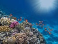 Photo of a coral colony on a reef top, Red Sea Royalty Free Stock Photo